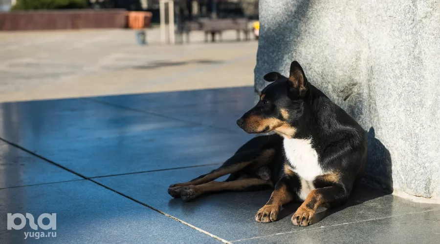  &copy;&nbsp;Фото Елены Синеок, Юга.ру