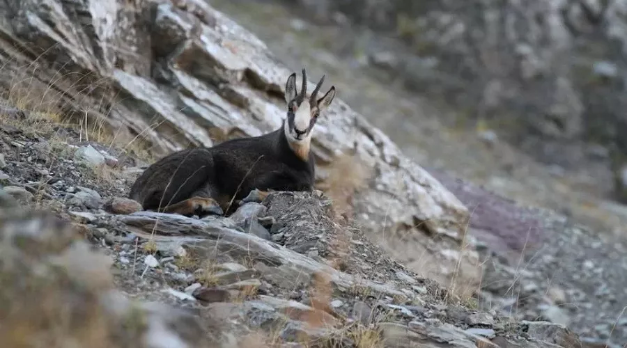  &copy;&nbsp;Фото пресс-службы &laquo;Курорта Красная Поляна&raquo;