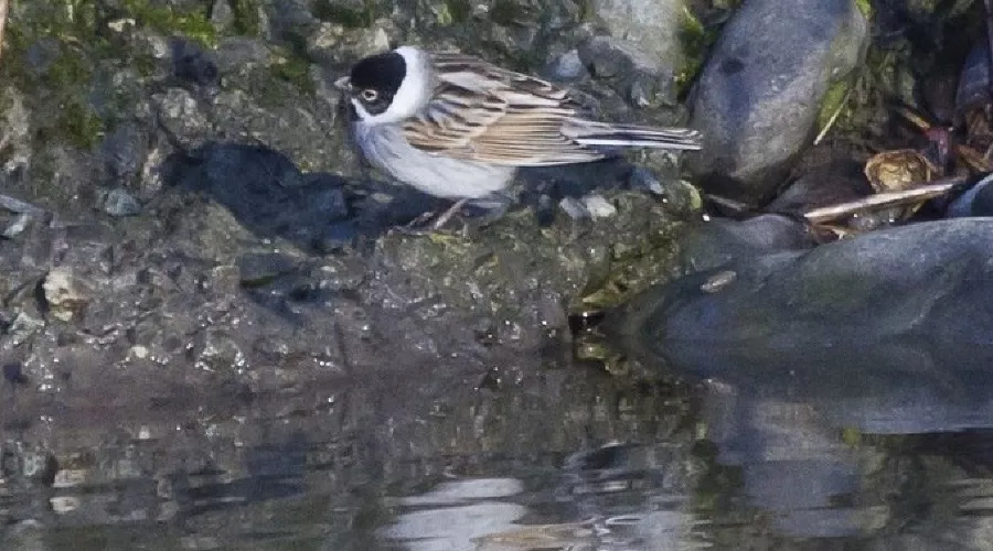 Камышовая овсянка &copy;&nbsp;Фото из группы vk.com/kavzapoved