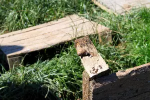 Улиточная ферма под Тихорецком &copy;&nbsp;Фото Марины Солошко, Юга.ру