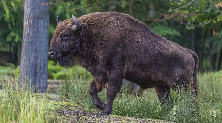 Зубр &copy;&nbsp;Фото пресс-службы отделения &laquo;Российский Кавказ&raquo; Всемирного фонда дикой природы