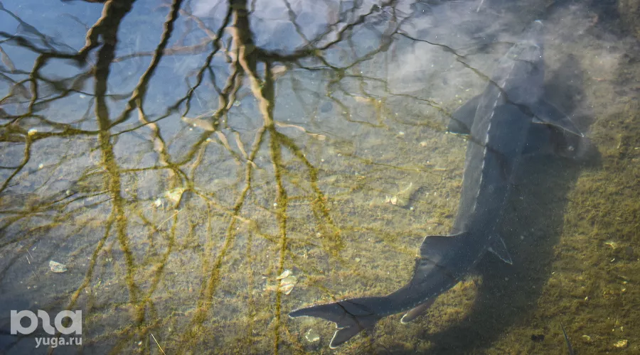  &copy;&nbsp;Фото Елены Синеок, Юга.ру