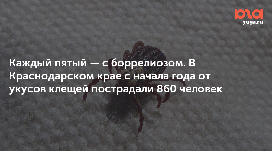 Каждый пятый — с боррелиозом. В Краснодарском крае с начала года от укусов клещей пострадали 860 человек