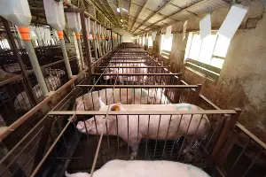  &copy;&nbsp;Фото Елены Синеок, Юга.ру