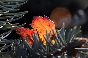  &copy;&nbsp;Фото Союза фотохудожников Адыгеи