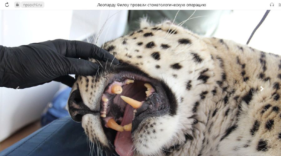  © Скриншот с сайта нацпарка Сочи, npsochi.ru