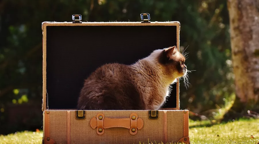  &copy;&nbsp;Изображение пользователя Alexas_Fotos с Pixabay.com