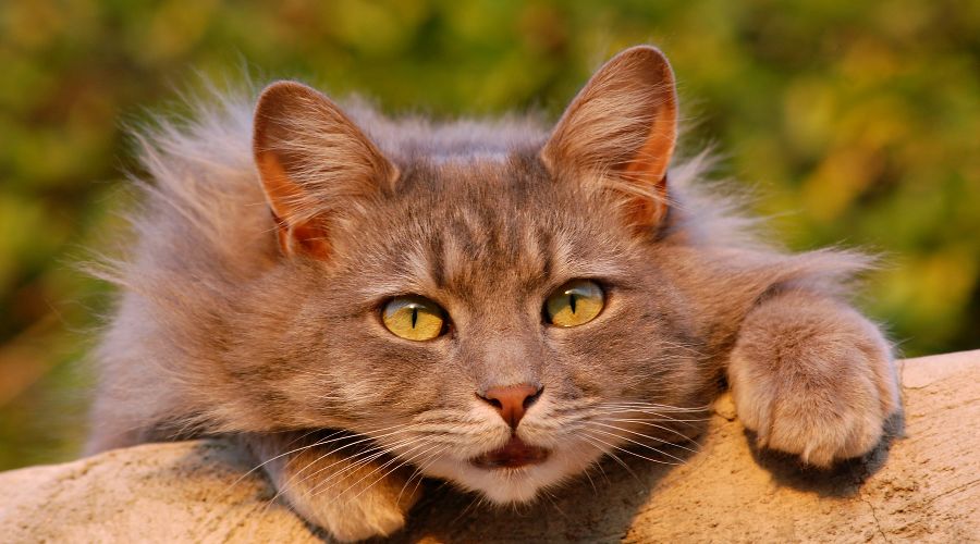 Кошка &copy;&nbsp;Фото с сайта pixabay.com