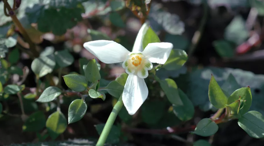 Подснежник ризенский &copy;&nbsp;Фото пресс-службы Сочинского нацпарка
