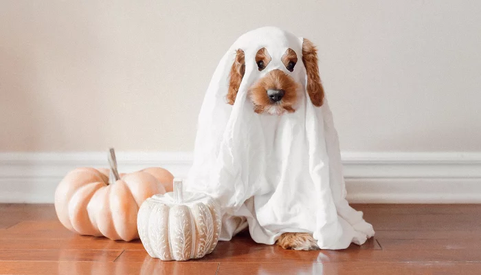  &copy;&nbsp;Фото Paige Cody, unsplash.com