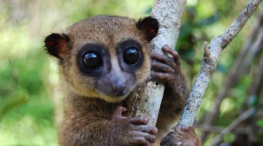 Лемур Гровса &copy;&nbsp;Фото из аккаунта twitter.com/MBPartnership