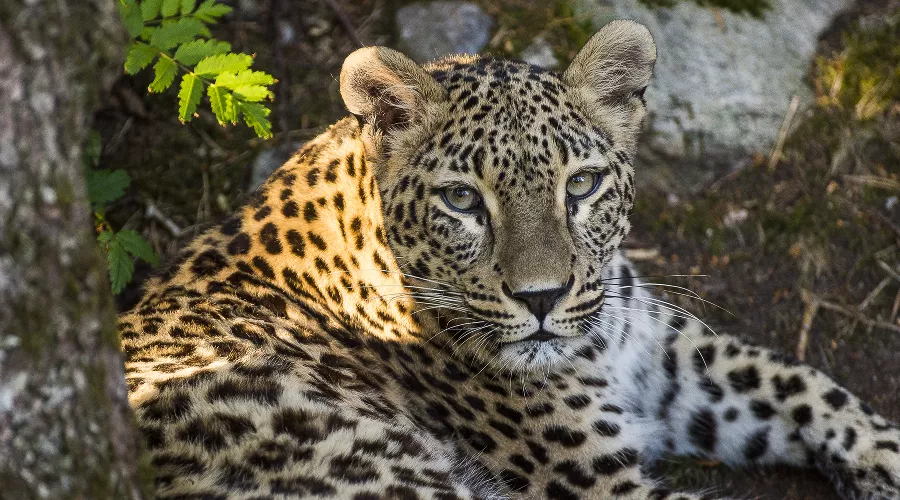  &copy;&nbsp;Фото пресс-службы отделения &laquo;Российский Кавказ&raquo; Всемирного фонда дикой природы