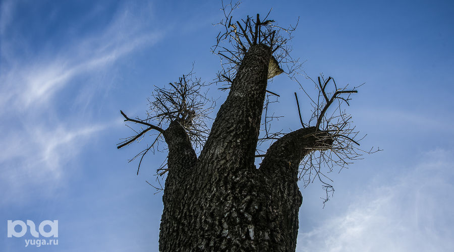 Краснодар — самый не зелёный миллионник, но власти не планируют высаживать новые деревья