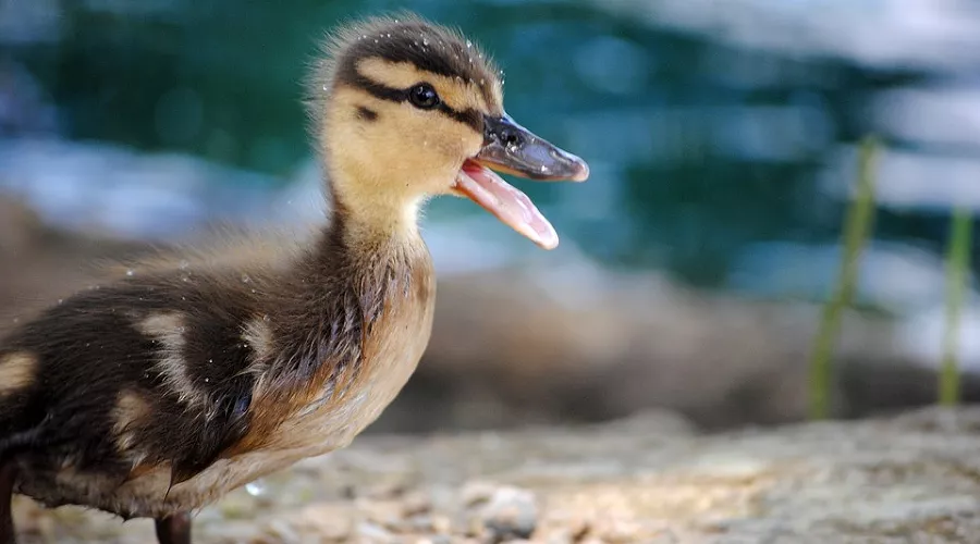  &copy;&nbsp;Фото с сайта pixabay.com