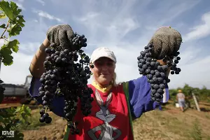 Сбор винограда на Кубани &copy;&nbsp;Влад Александров, ЮГА.ру