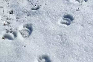  &copy;&nbsp;Фото из аккаунта Кавказского заповедника, www.instagram.com/kavkazski_zapovednik