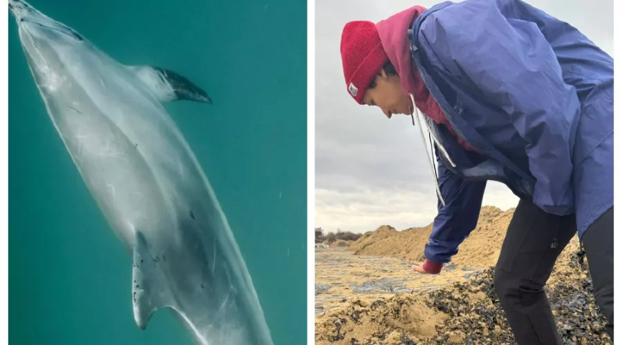 &copy;&nbsp;Скриншот из телеграм-канала центра спасения дельфинов &laquo;Дельфа&raquo; https://t.me/delfacenter/473