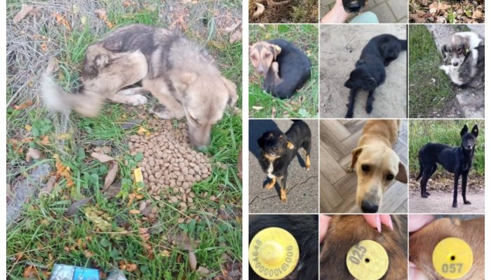 «Животные предельно истощены»