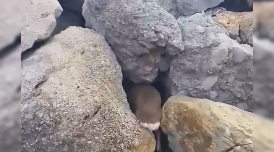  © Скриншот видео из телеграм-канала Алексея Одерова, t.me/alekseioderov