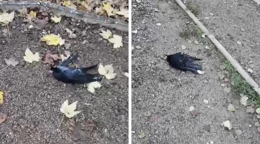  © Коллаж из скриншотов видео из телеграм-канала «Новости Краснодара — Город»