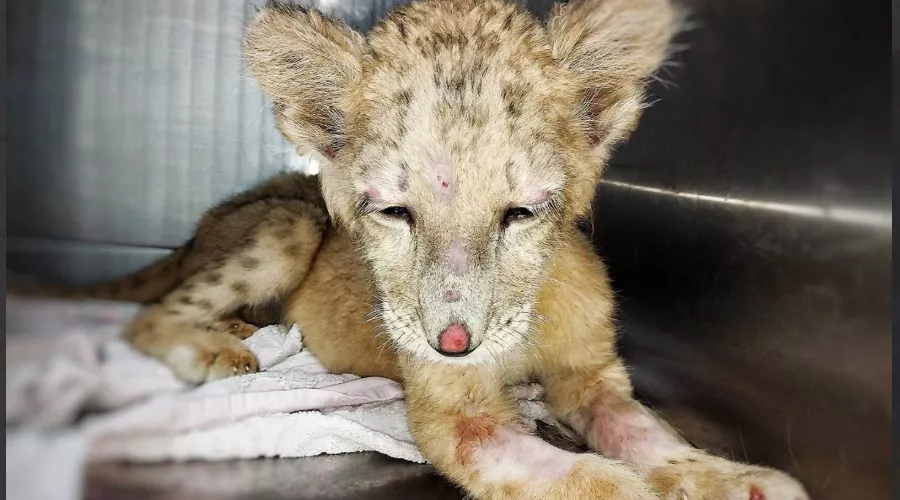  &copy;&nbsp;Скриншот из телеграм-канала парка львов &laquo;Земля прайда&raquo; https://t.me/lions_moscow/1694