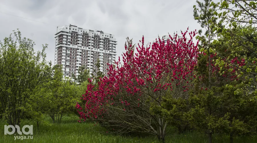 Хеномелес &copy;&nbsp;Фото Иолины Грибковой, Юга.ру