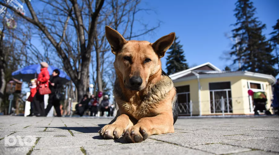  &copy;&nbsp;Фото Елены Синеок, Юга.ру