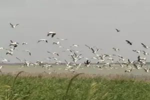  &copy;&nbsp;Скриншот фото с сайта Министерства природных ресурсов Краснодарского края