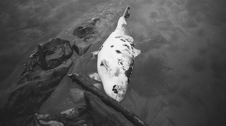 Погибший дельфин в Черном море © Фото Дарико Агеевой