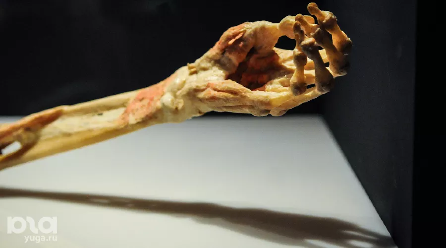 Анатомическая выставка "Части тела" в Краснодаре &copy;&nbsp;Елена Синеок, ЮГА.ру