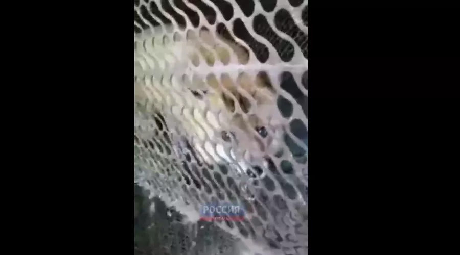  &copy;&nbsp;Скриншот видео из телеграм-канала &laquo;Россия.Кубань&raquo;, t.me/russiakuban
