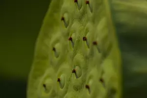 Лотос &copy;&nbsp;Фото Евгения Маханько