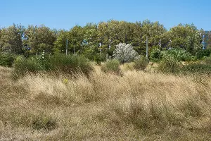 Луговик средний &copy;&nbsp;Фото Елены Синеок, Юга.ру