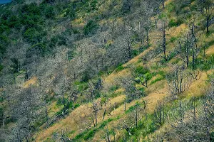 4900 деревьев сгорело на Утрише в августе 2020 года &copy;&nbsp;Фото Антона Быкова, Юга.ру