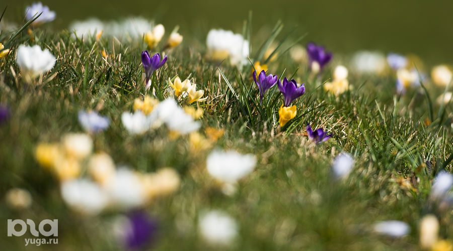  © Фото Елены Синеок, Юга.ру