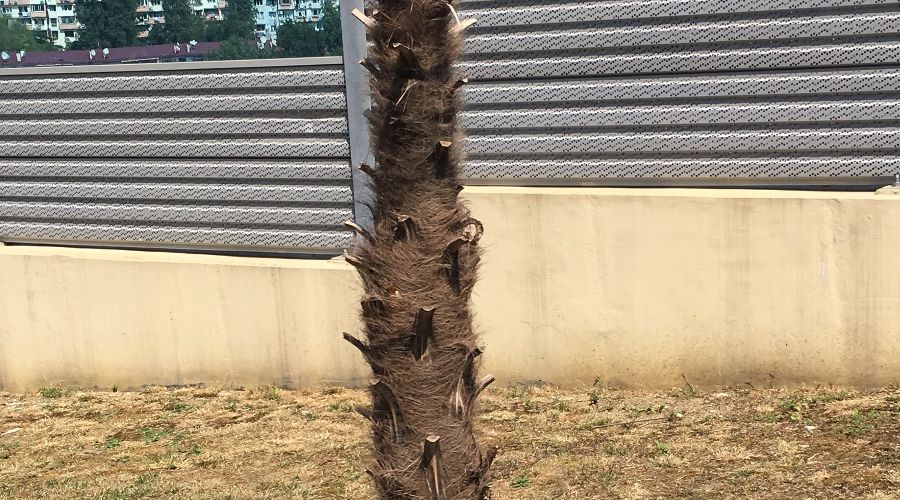  © Фото Юлии Барановой, Юга.ру