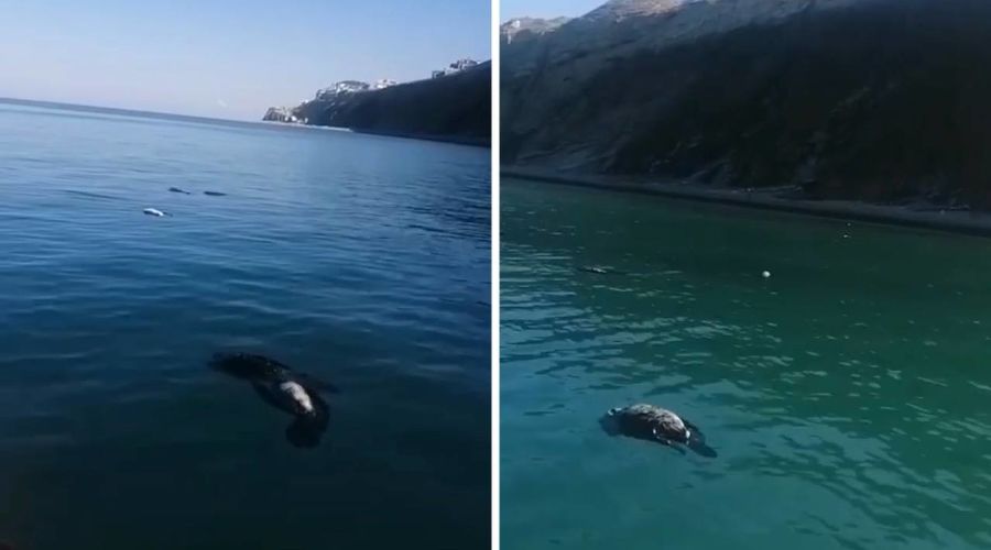 Мертвые бакланы в Черном море © Коллаж из скриншотов видео из телеграм-канала Жоры Каваносяна