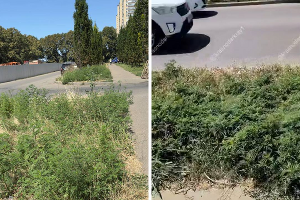  Заросли амброзии в Краснодаре: на Черкасской (слева) и на Московской (справа)  &copy;&nbsp;Скриншоты фото из телеграм-каналов &laquo;Восточка ККБ Краснодар&raquo; и &laquo;Краснодар и край&raquo;