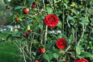 Цветы в Японском саду &copy;&nbsp;Фото Марины Солошко, Юга.ру