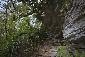 Тисо-самшитовая роща &copy;&nbsp;Фото с сайта wikimedia.org