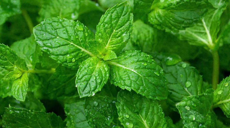 мята © Татьяна Соколова