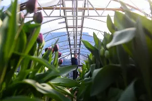 Тюльпаны &copy;&nbsp;Фото Елены Синеок, Юга.ру