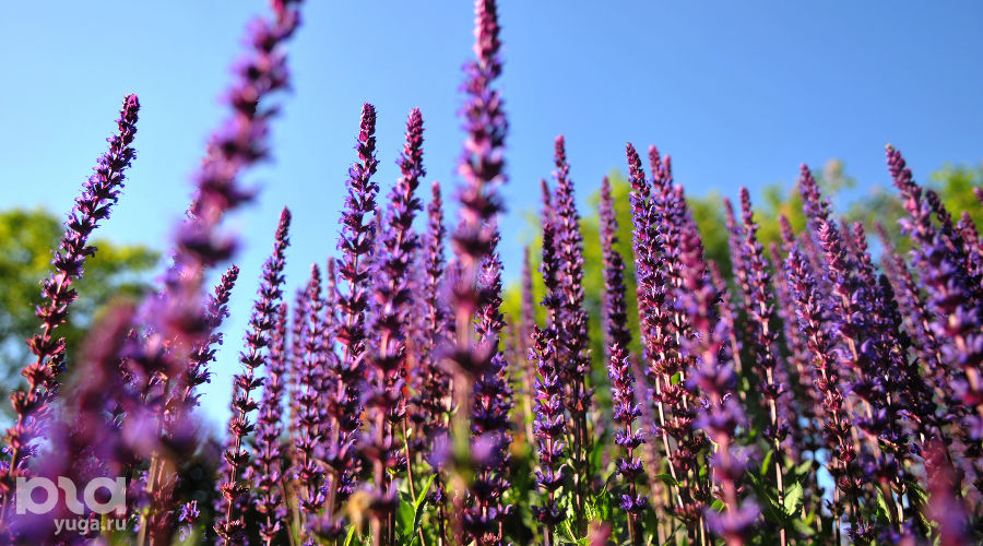  © Фото Марины Солошко, Юга.ру