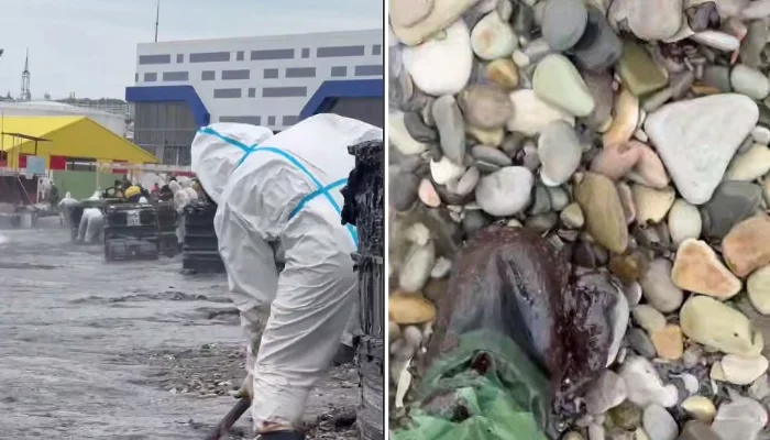 Волонтерам в Туапсе не хватает рук для уборки пляжей и спасения животных