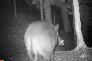  © Фото пресс-службы Кавказского биосферного заповедника