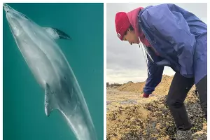  &copy;&nbsp;Скриншот из телеграм-канала центра спасения дельфинов &laquo;Дельфа&raquo; https://t.me/delfacenter/473