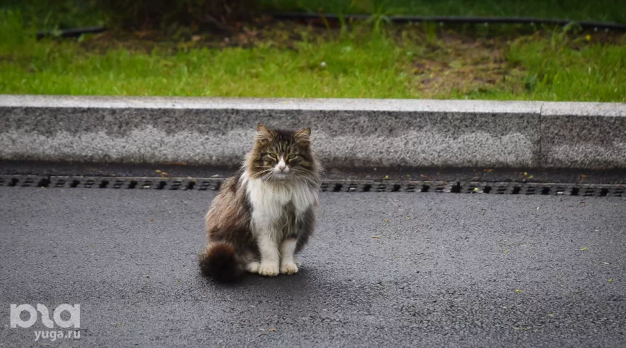  &copy;&nbsp;Елена Синеок, ЮГА.ру