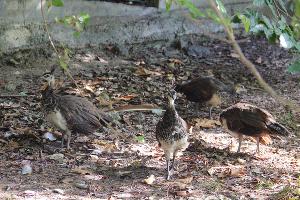  © Фото пресс-службы Сочинского нацпарка