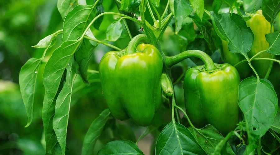 перец &copy;&nbsp;Изображение сгенерировано нейросетью Gigachat