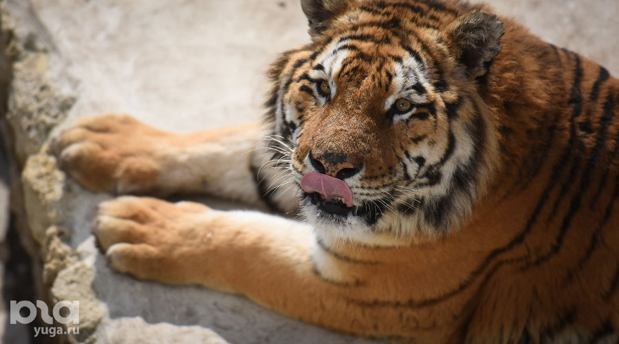  © Елена Синеок, ЮГА.ру